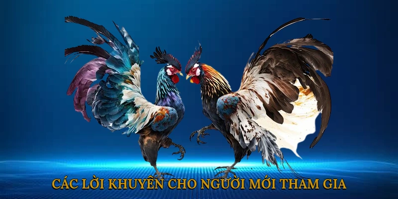 Các lời khuyên cho người mới tham gia đá gà cựa sắt online